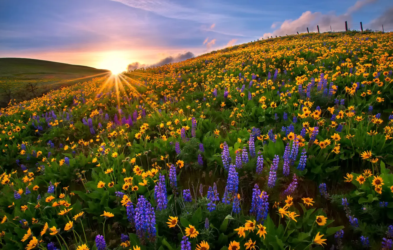 Photo wallpaper sunset, flowers, nature, glade, USA, national Park, Washington, lupins