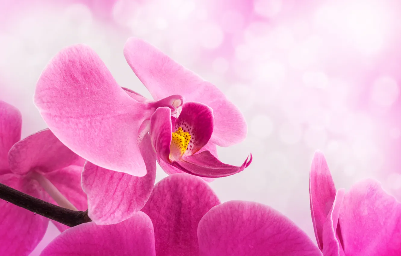 Photo wallpaper flower, background, petals, stem, pink, Orchid