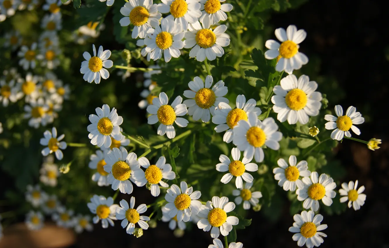 Photo wallpaper greens, sunset, flowers, chamomile