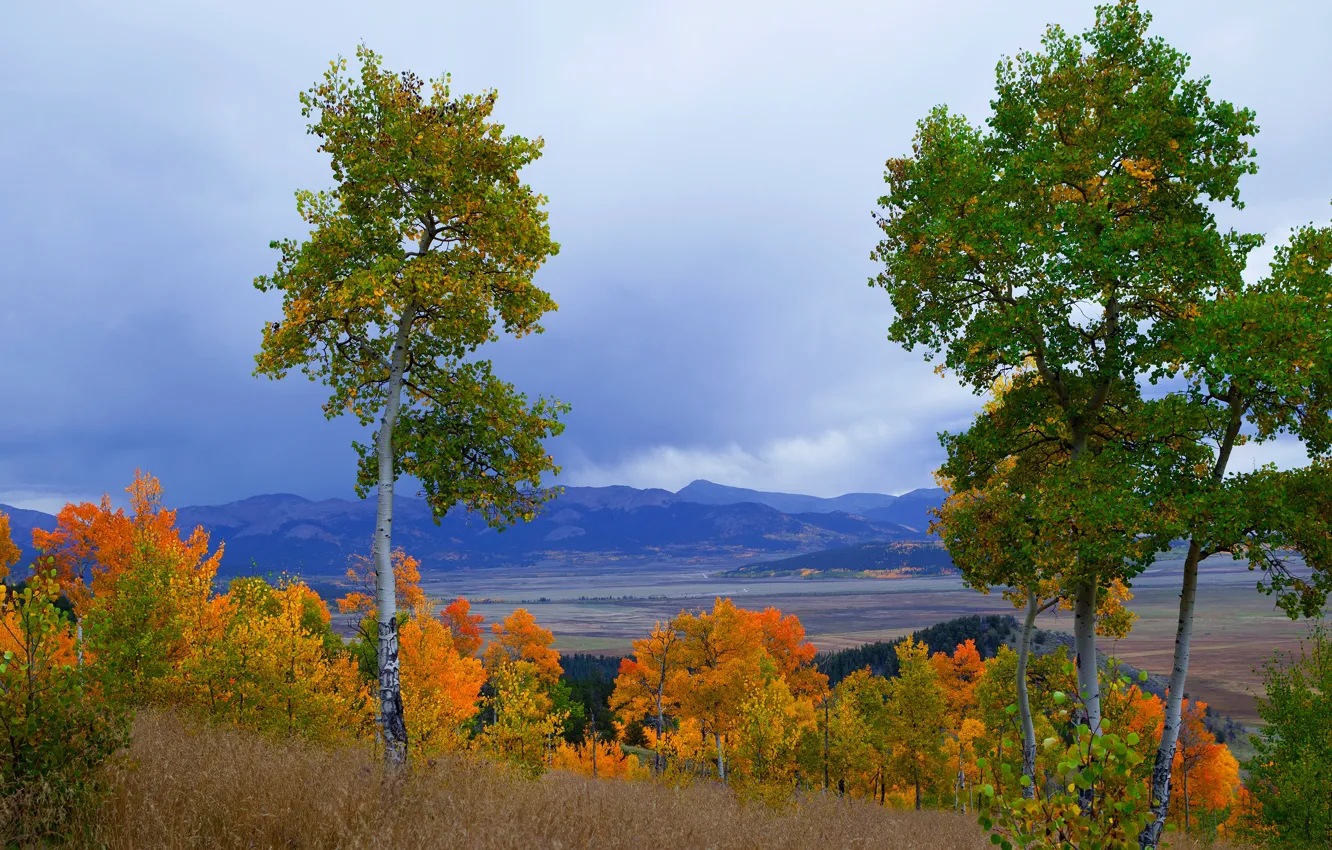 Photo wallpaper field, autumn, trees, mountains, foliage, the colors of autumn, two trees, aspen