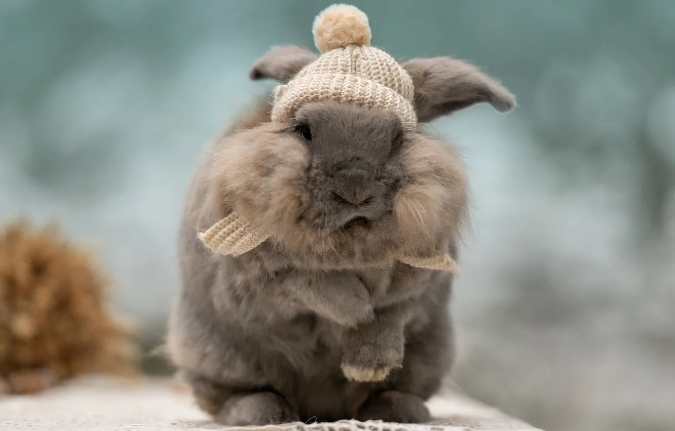 Photo wallpaper background, fluffy, rabbit, face, cap, Irina Kovaleva