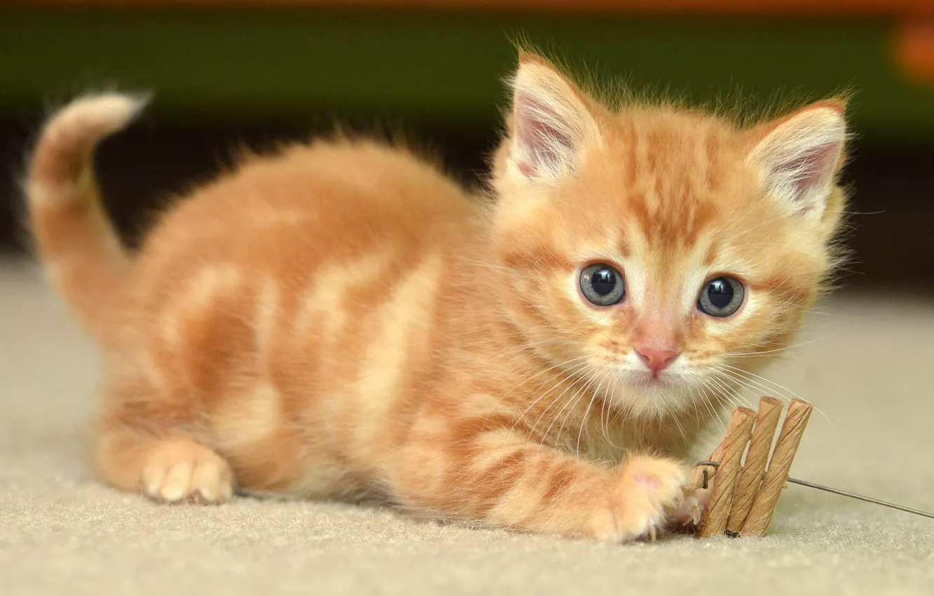 Photo wallpaper cat, look, pose, toy, the game, small, floor, red