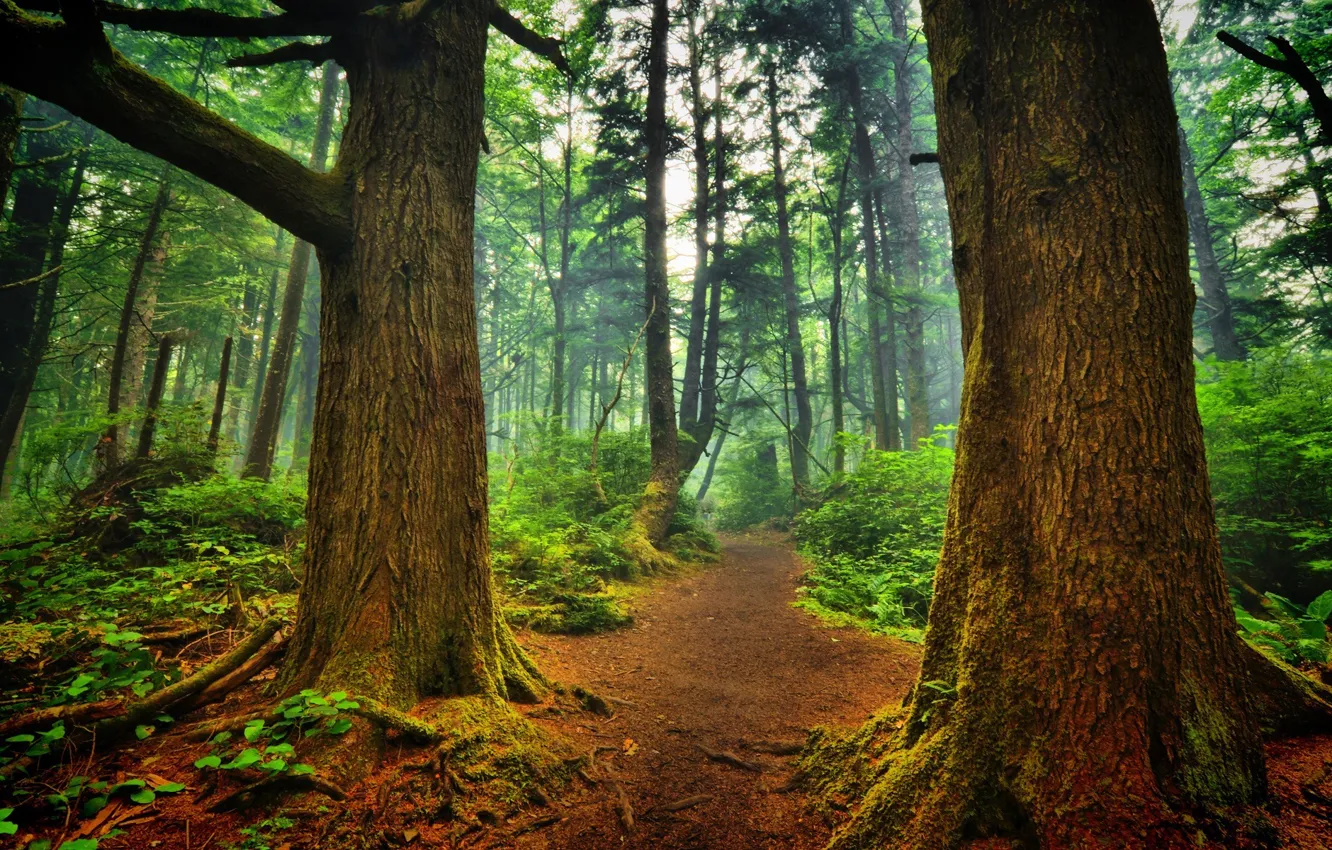 Photo wallpaper forest, trees, path