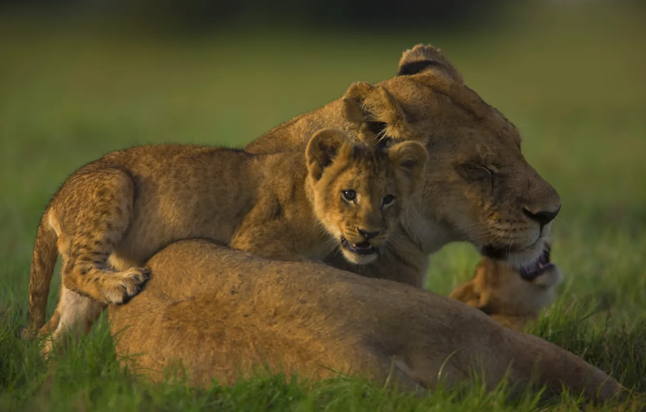 Photo wallpaper family, lioness, lion, pride