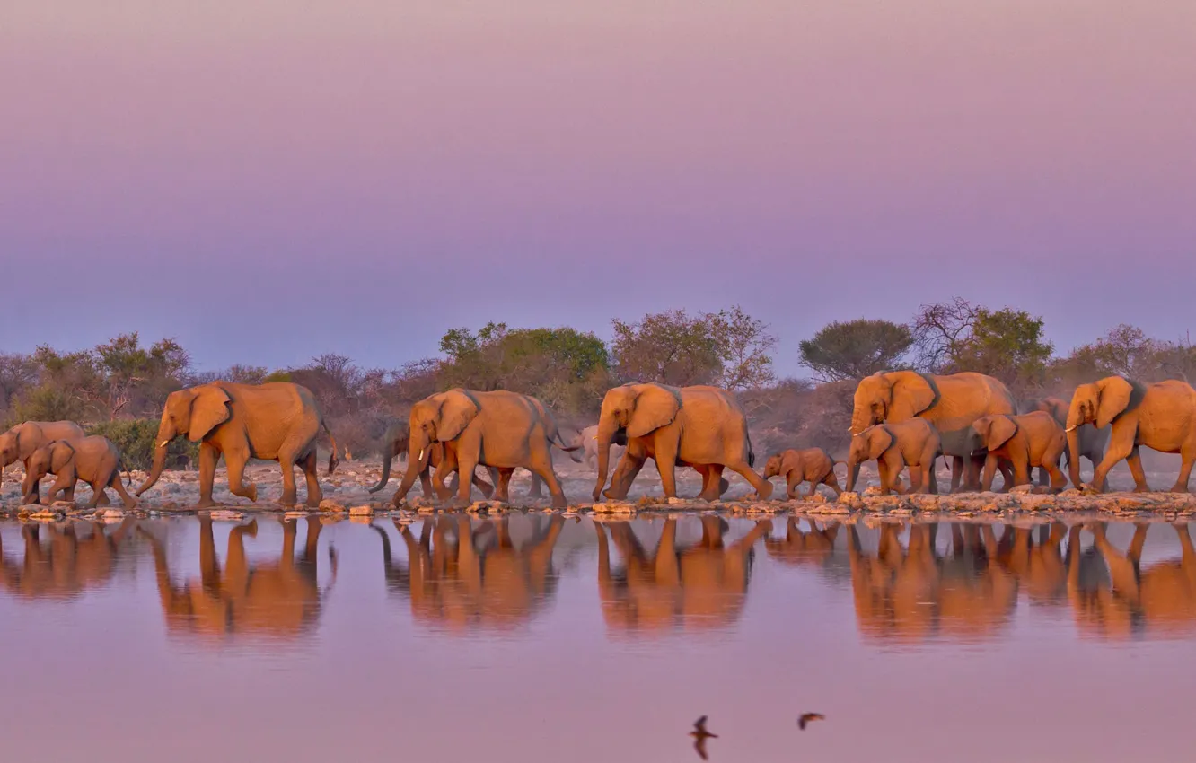 Photo wallpaper elephant, South Africa, the herd, The Kruger national Park