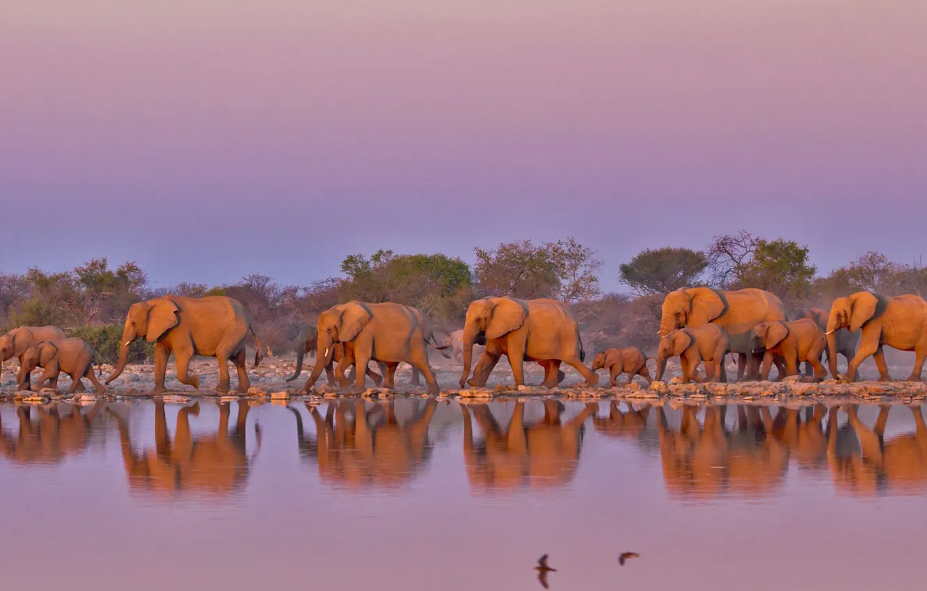 Photo wallpaper elephants, South Africa, the herd, Kruger national Park