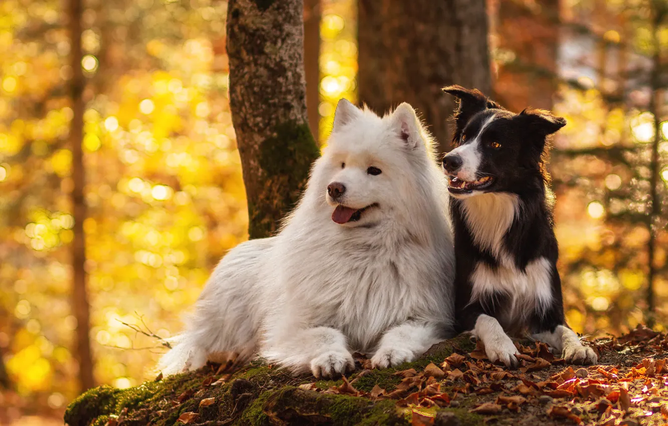 Photo wallpaper autumn, forest, language, dogs, look, leaves, yellow, nature