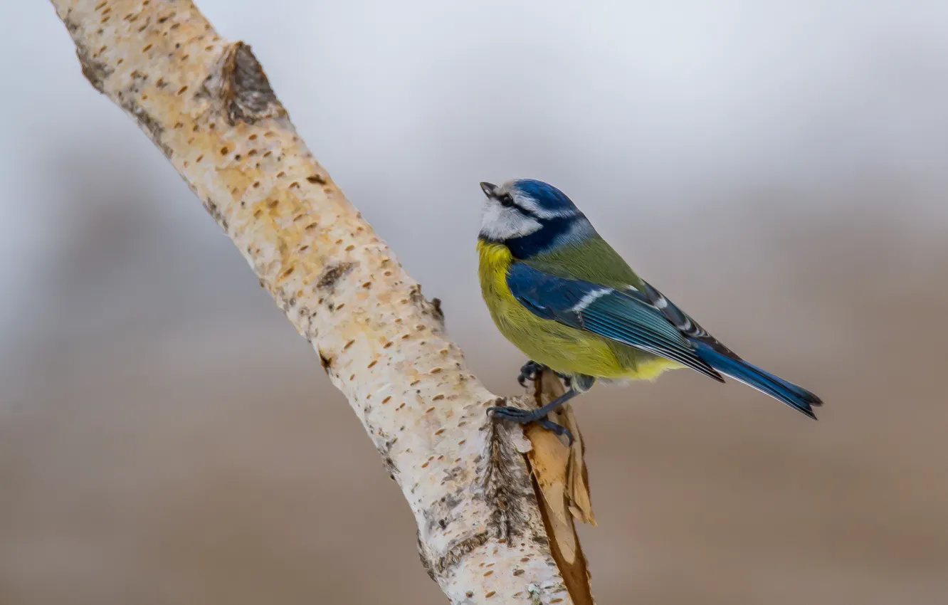 Photo wallpaper bird, tit, blue tit, sitting on a branch
