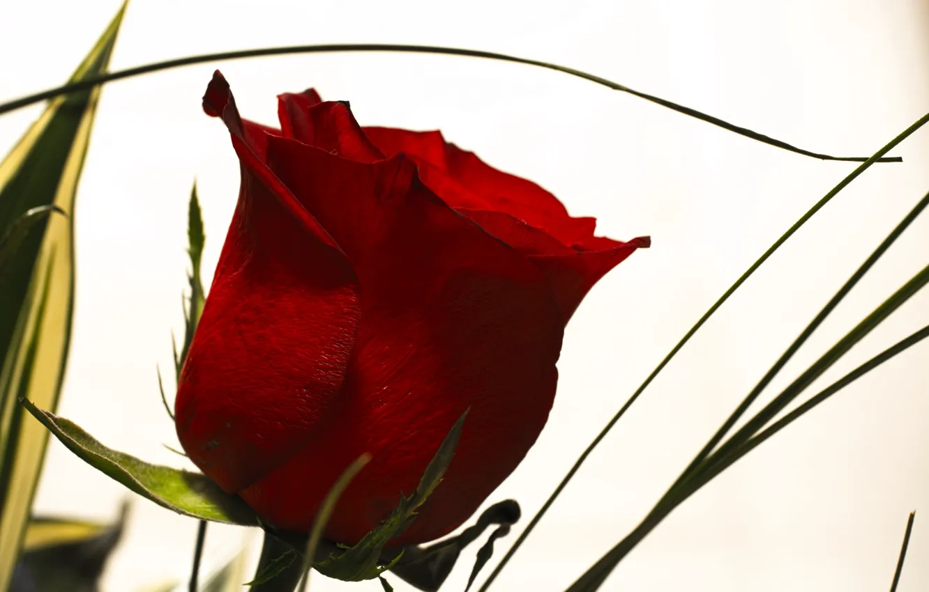 Photo wallpaper roses, buds, Bordeaux