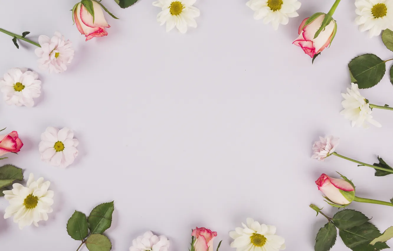 Photo wallpaper flowers, background, roses, chrysanthemum