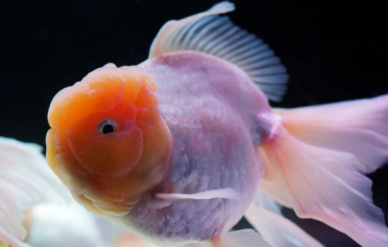 Photo wallpaper white, fish, aquarium, gold, thick