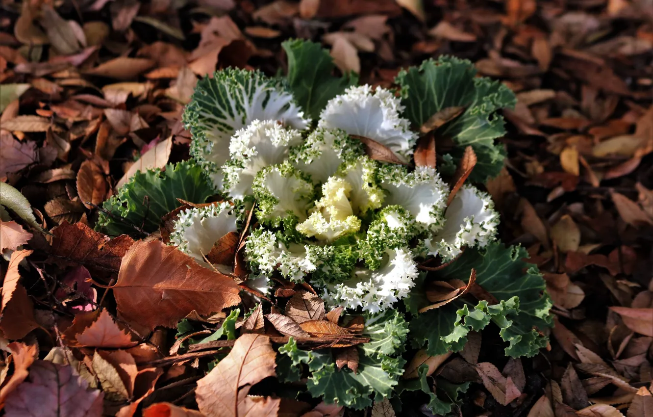 Photo wallpaper cabbage, dry leaves, Ornamental Kale