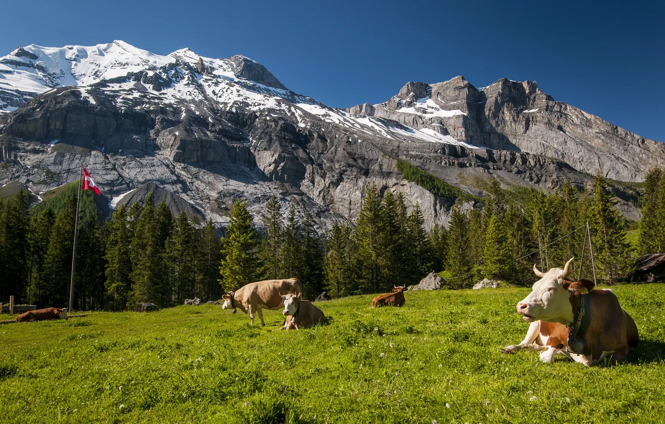 Photo wallpaper mountains, Switzerland, cows, meadow, Switzerland