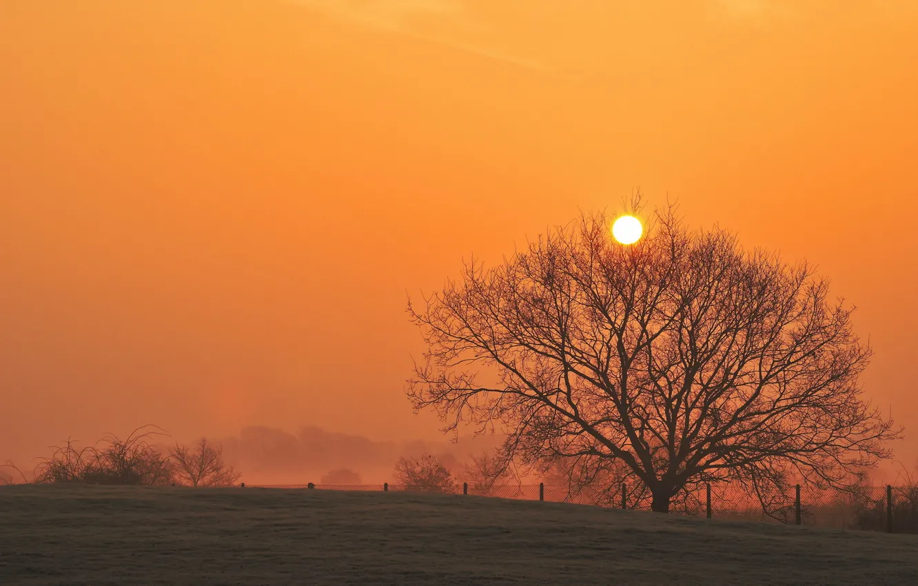 Photo wallpaper field, landscape, sunset, tree