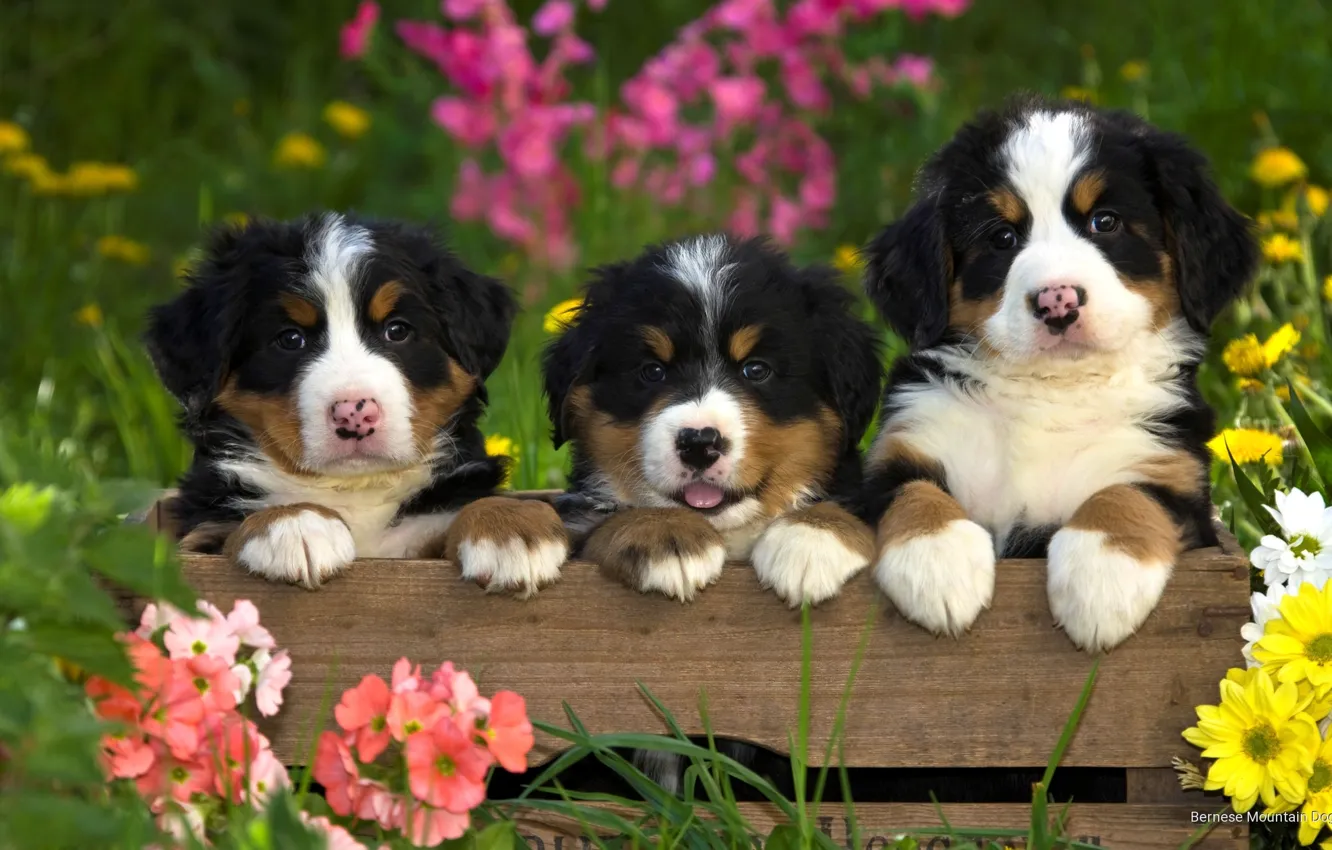 Photo wallpaper animals, dogs, summer, grass, flowers, nature, puppies, box