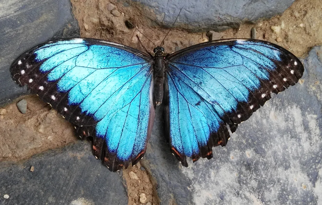 Photo wallpaper macro, butterfly, wings, beautiful, closeup
