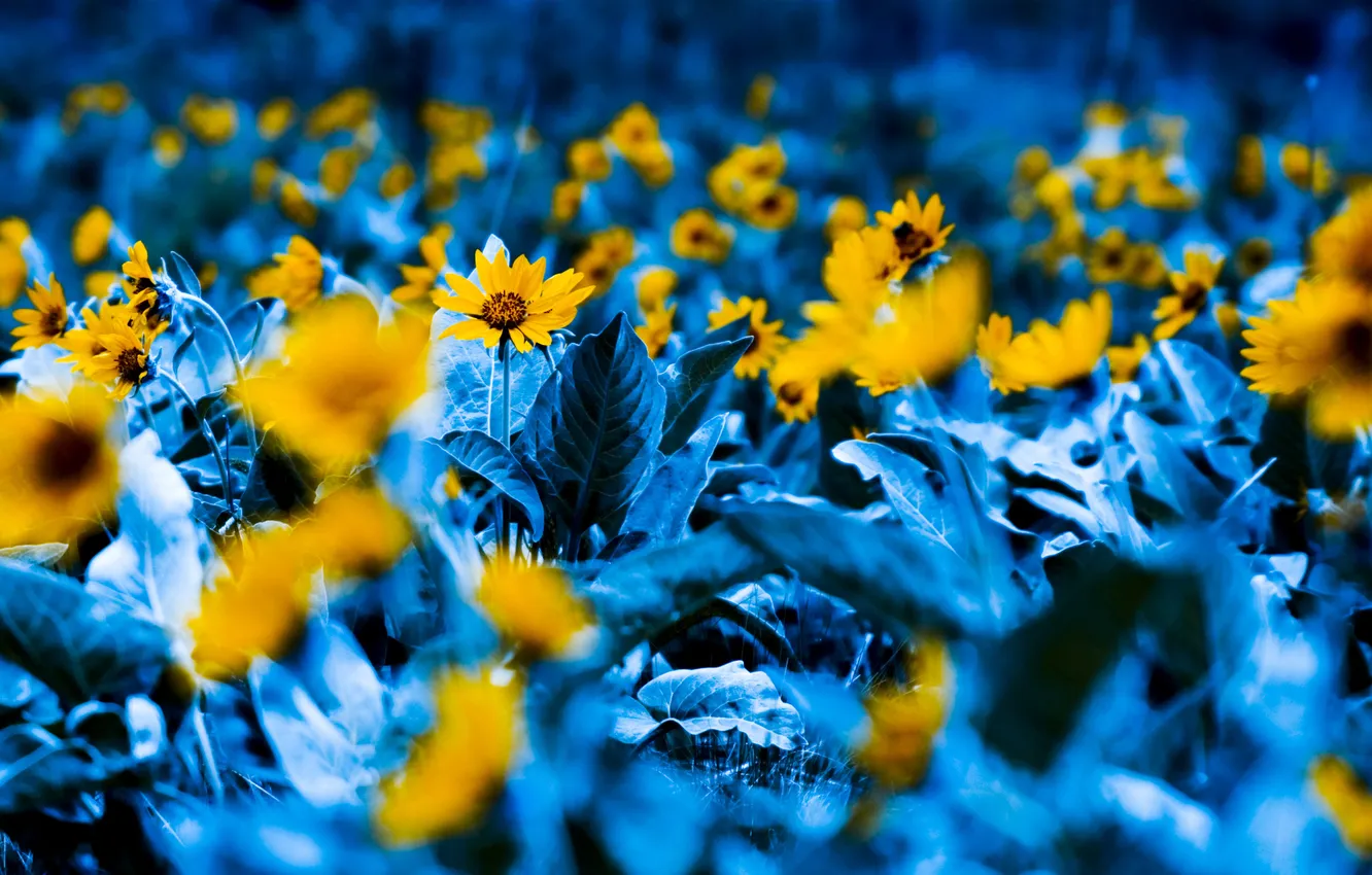 Photo wallpaper flowers, nature, plant, garden, photos