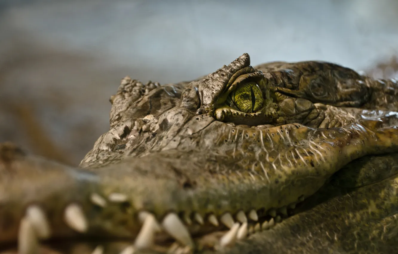 Photo wallpaper eyes, crocodile, reptile