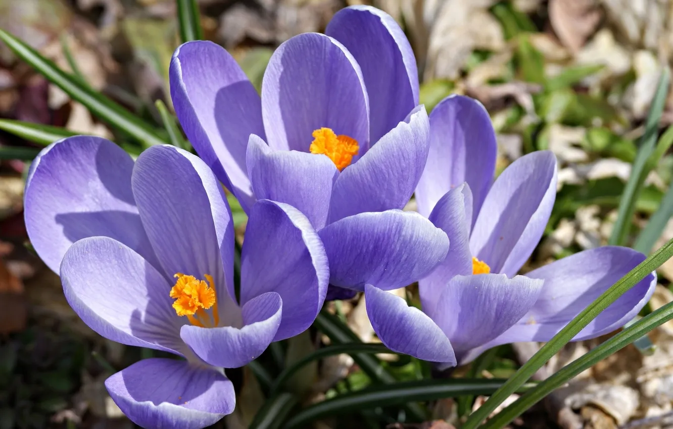 Photo wallpaper macro, petals, crocuses, saffron