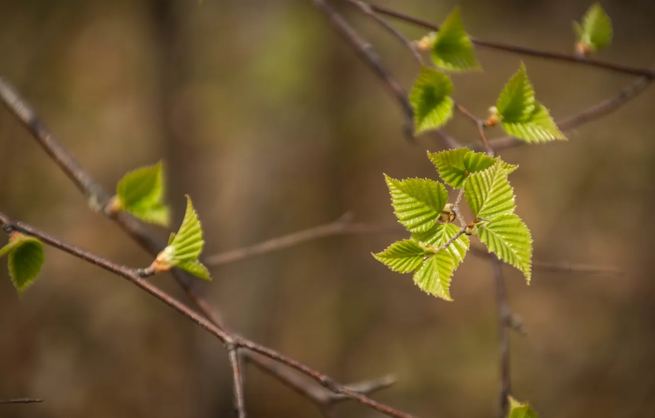 Photo wallpaper leaves, trees, branches, nature, spring, leaves