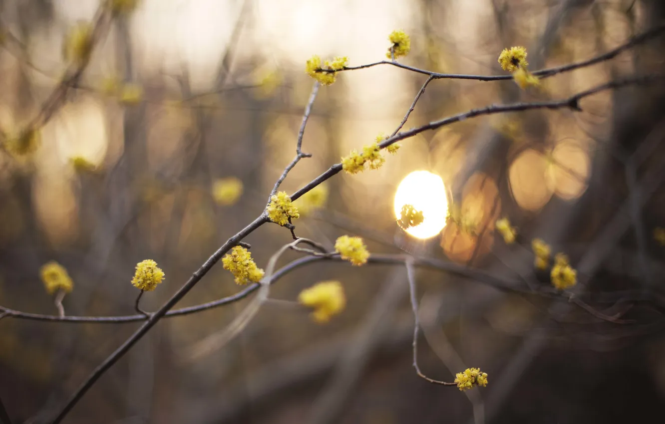 Photo wallpaper the sun, branches, bokeh