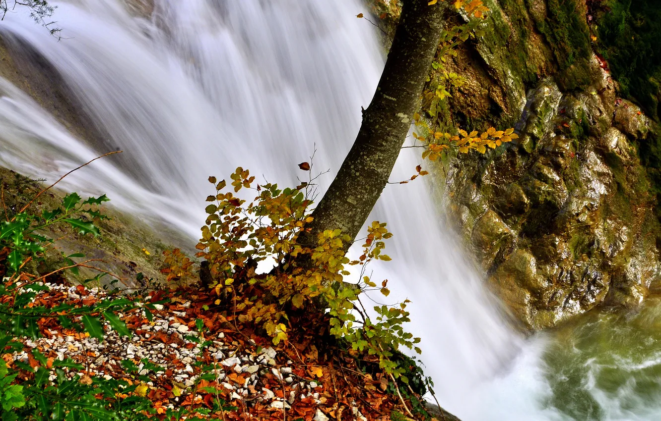 Photo wallpaper leaves, water, river, stones, tree, waterfall, stream