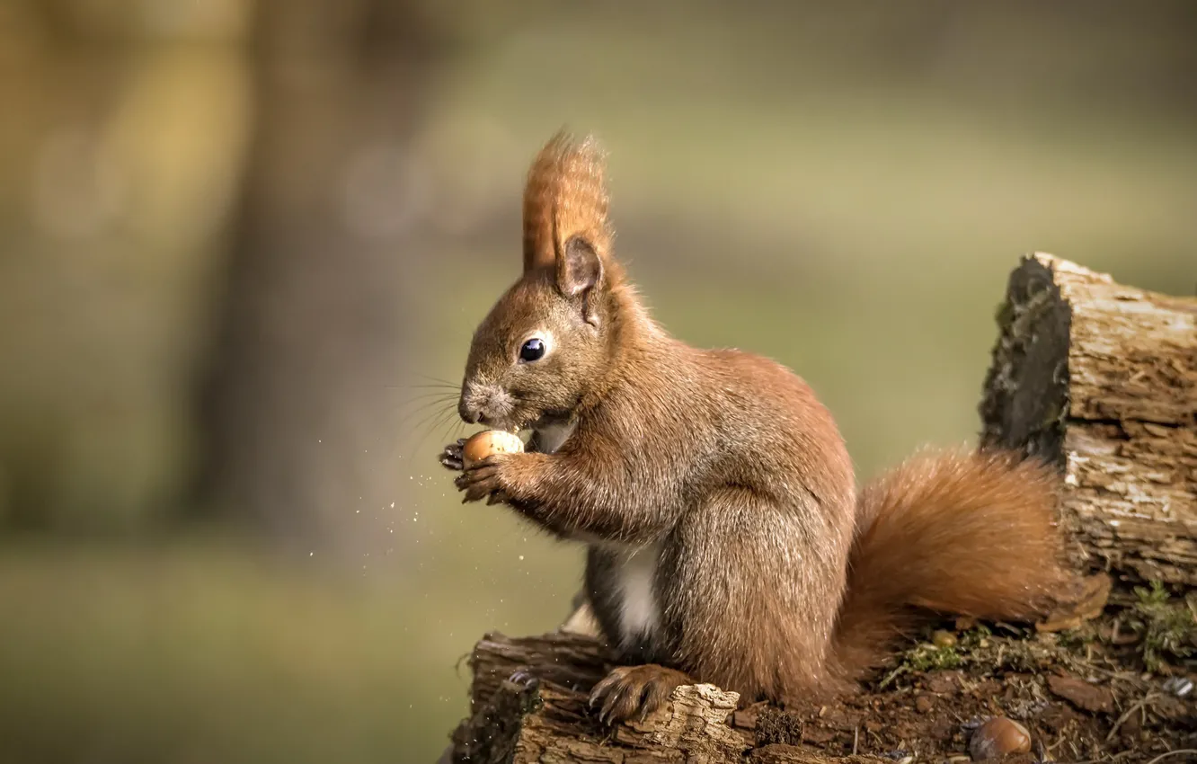 Photo wallpaper nature, protein, nuts