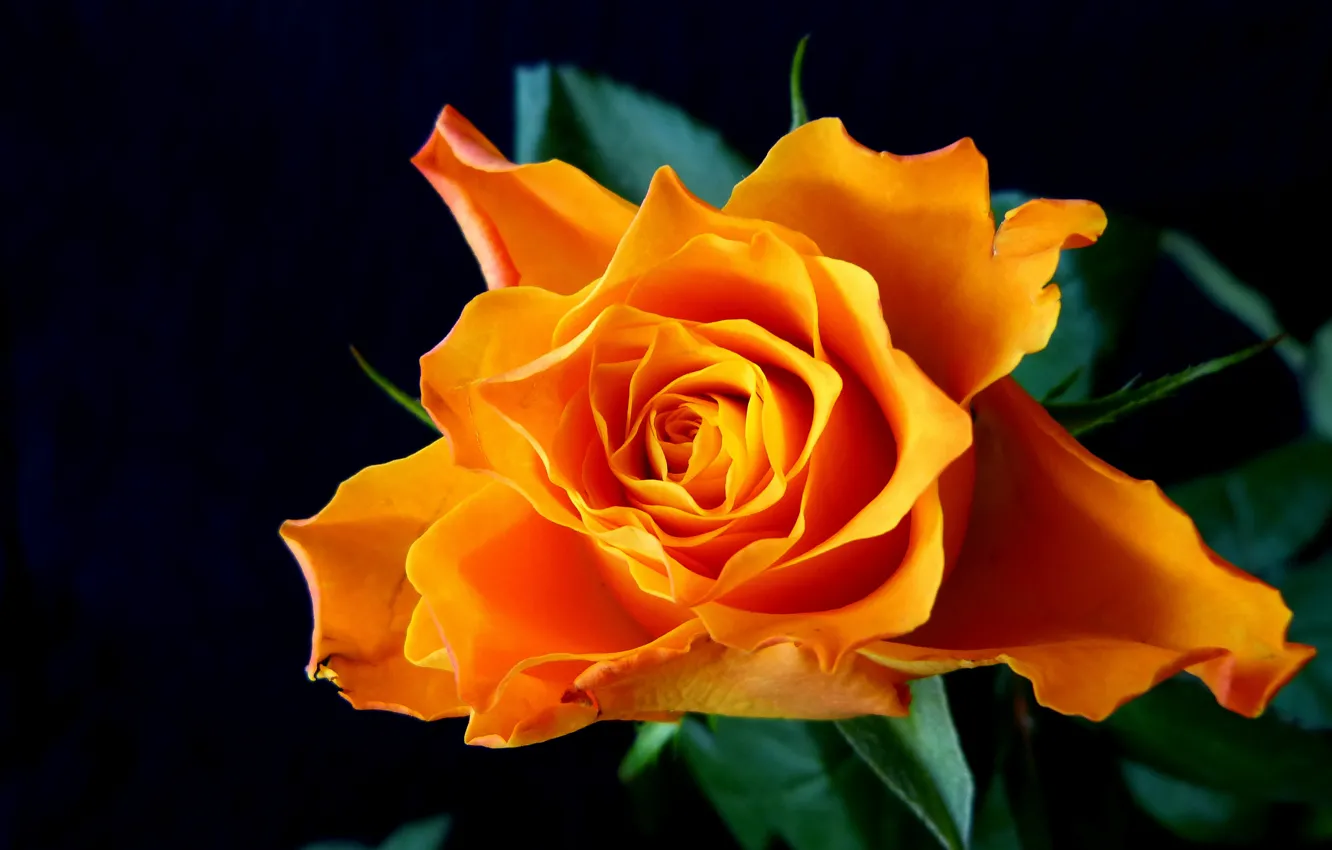Photo wallpaper flower, rose, orange