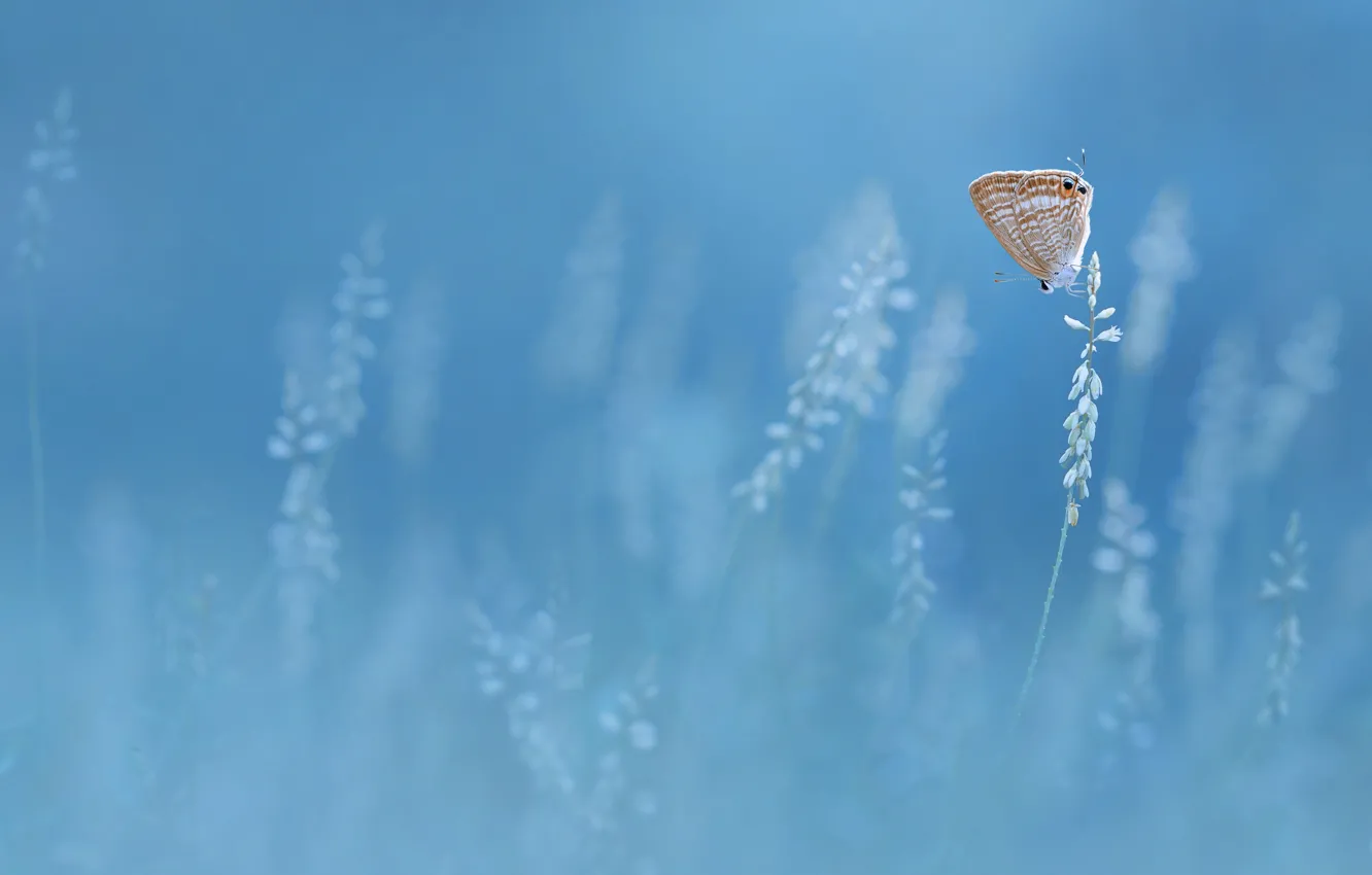 Photo wallpaper butterfly, butterfly, Edy Pamungkas