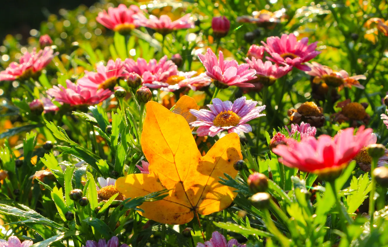 Photo wallpaper flower, autumn, leaf, fall