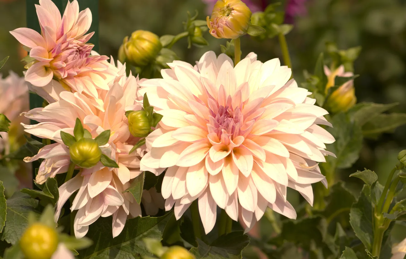 Photo wallpaper leaves, macro, flowers, background, garden, cream, white, the bushes