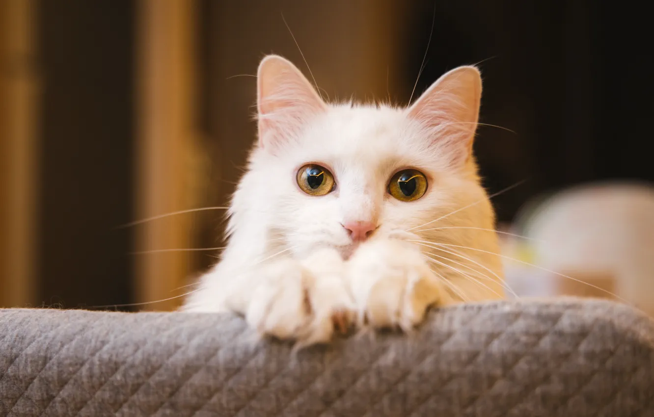 Photo wallpaper cat, white, cat, look, face, background, dark, portrait