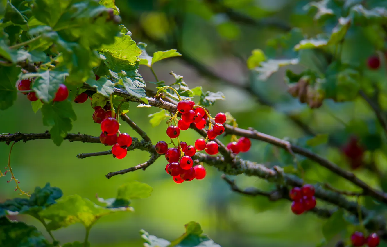 Photo wallpaper summer, berries, mood, bokeh