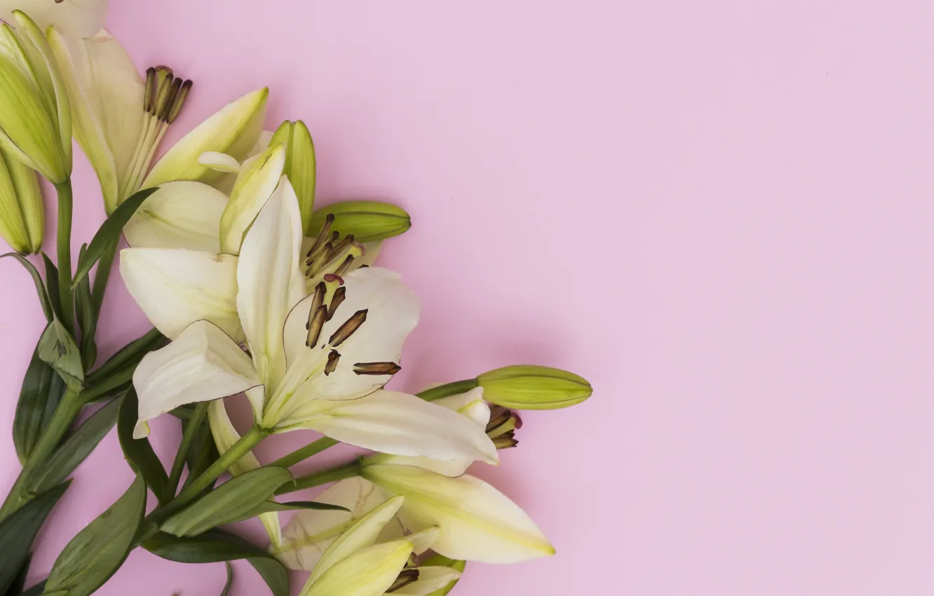 Photo wallpaper flowers, background, Lily