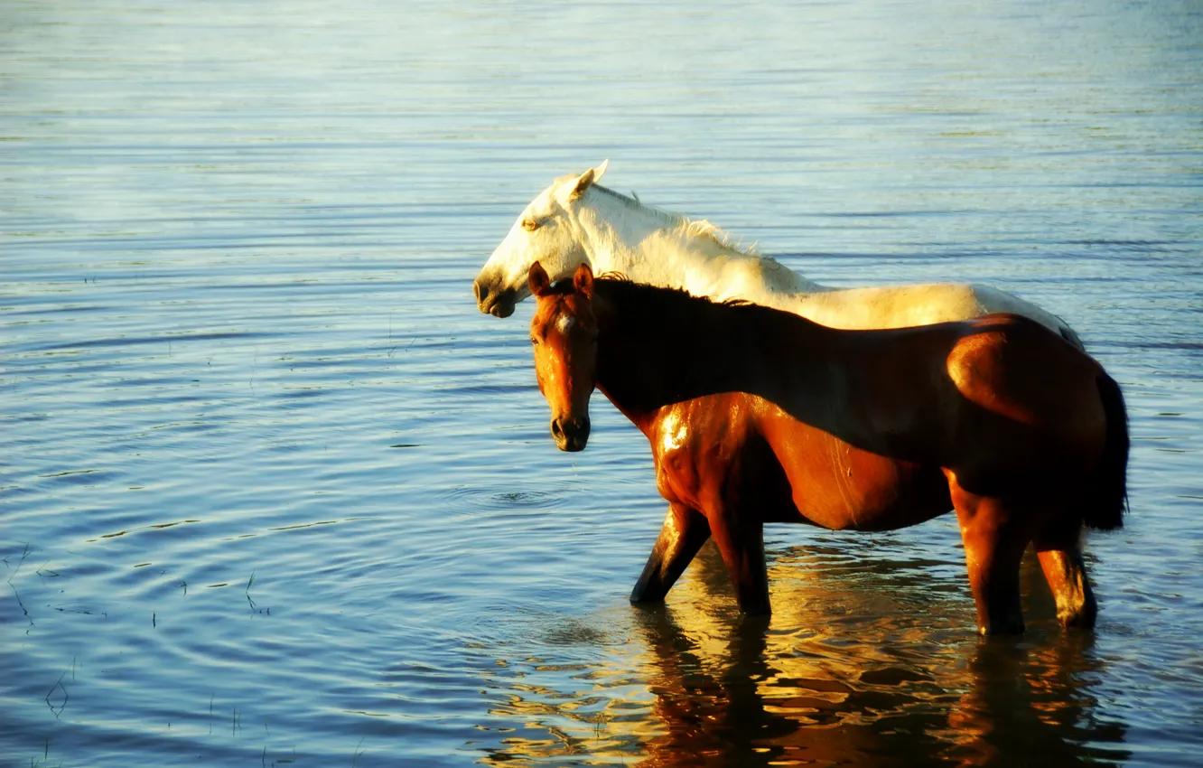 Photo wallpaper lake, reflection, horse