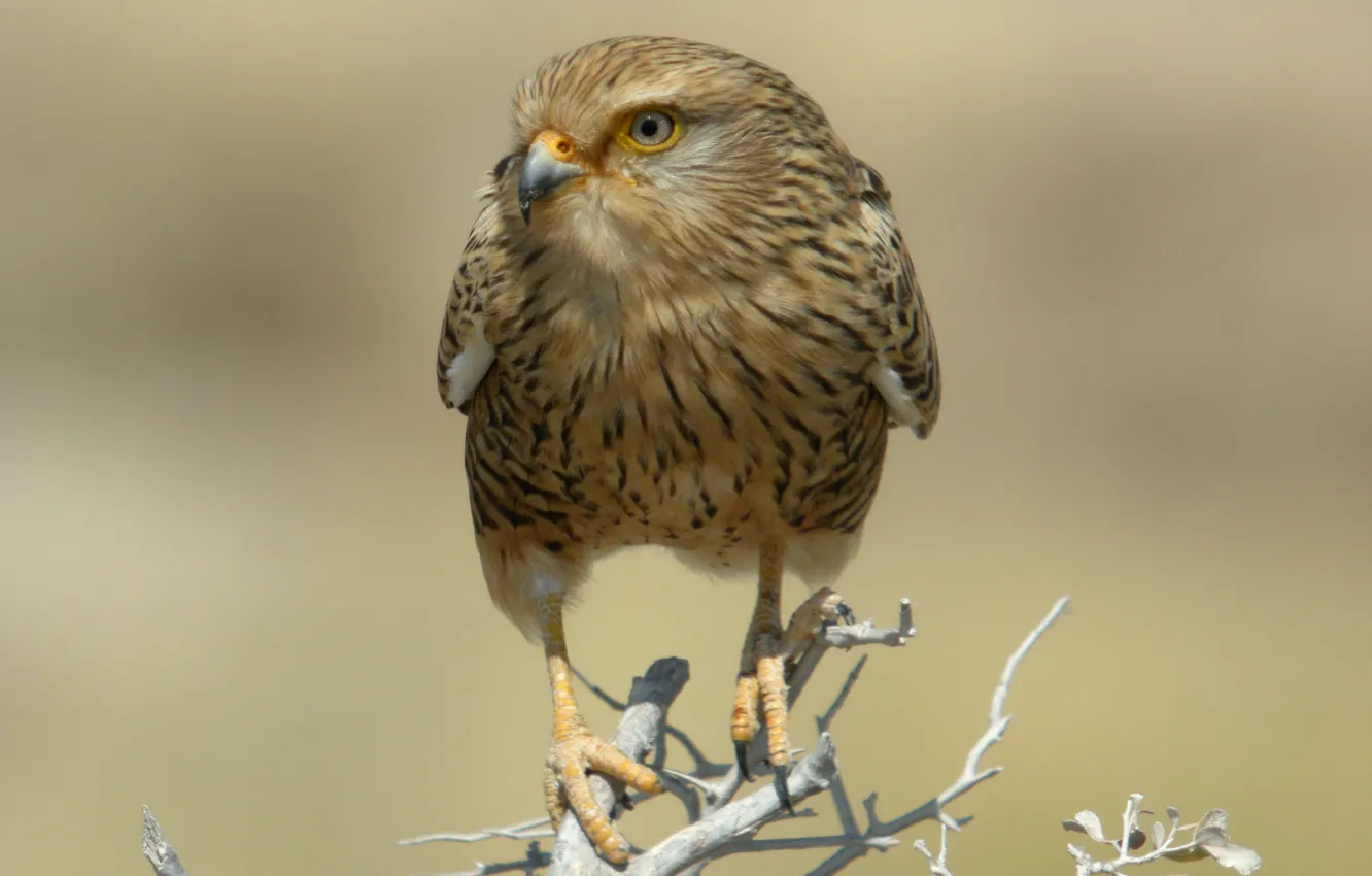 Photo wallpaper bird, predator, branch, Falcon, Namibia, dry, national Park