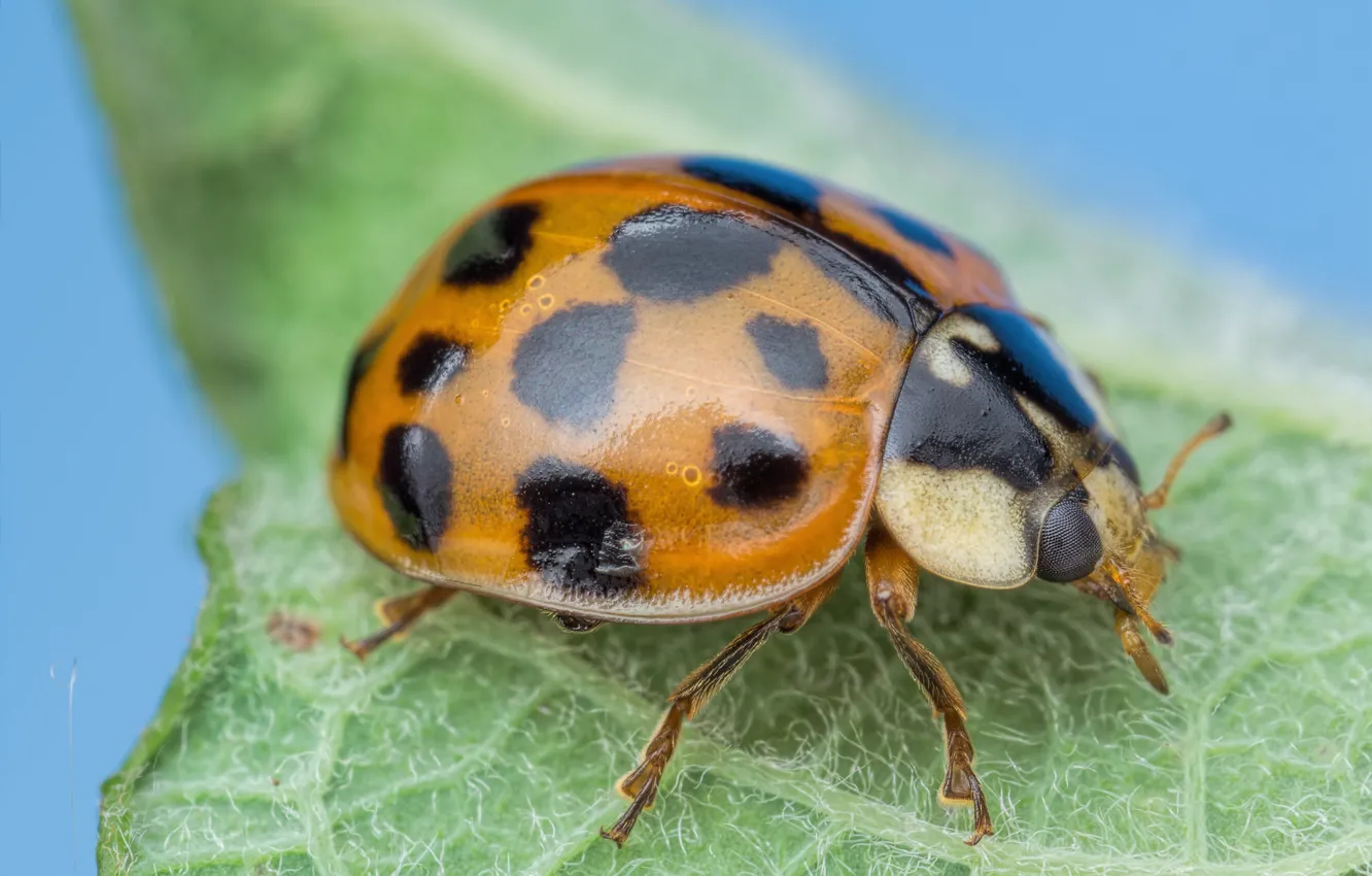 Photo wallpaper ladybug, insect, Ladybird-harlequin