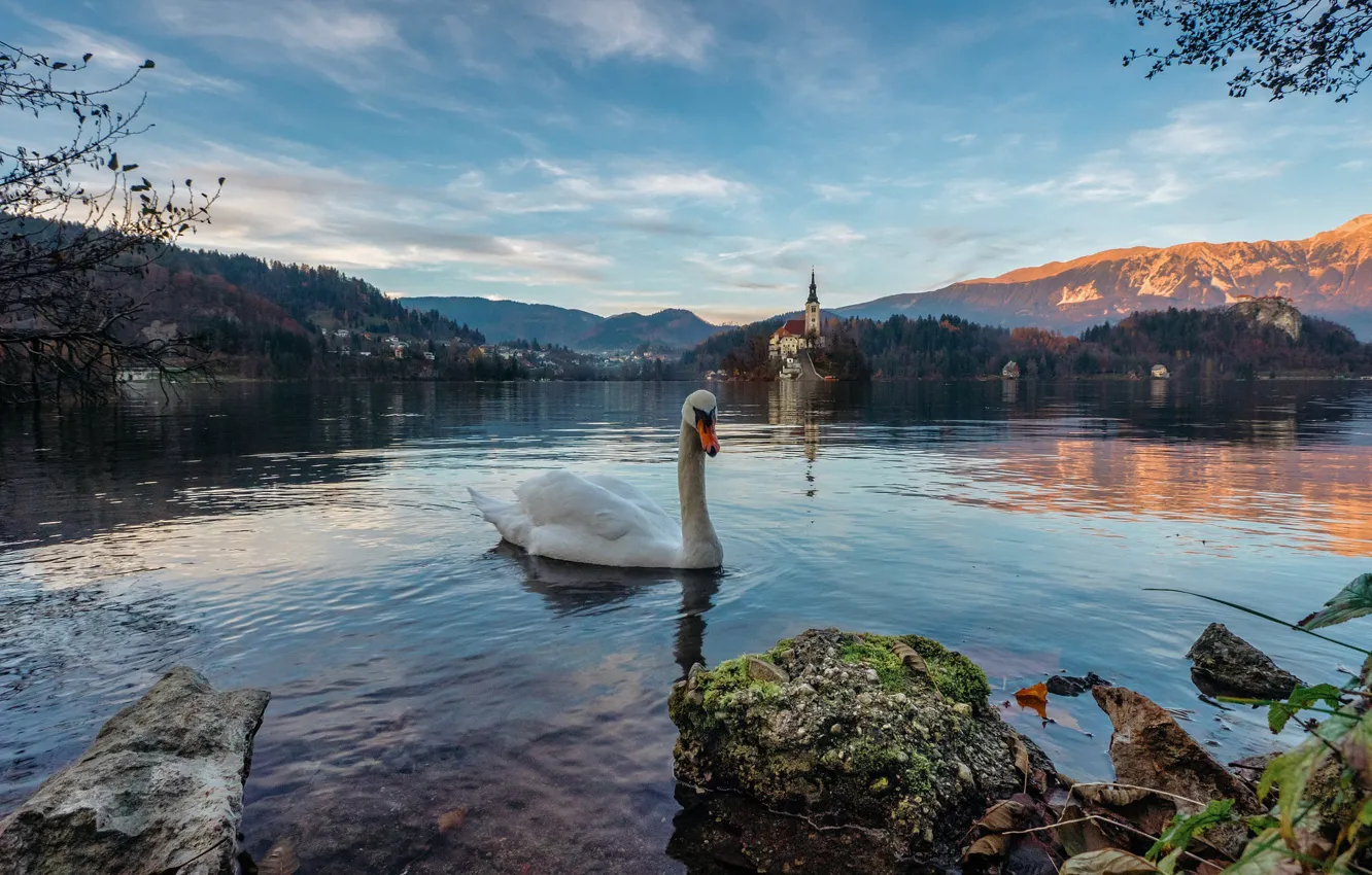 Photo wallpaper landscape, mountains, nature, lake, bird, Alps, Swan, Slovenia