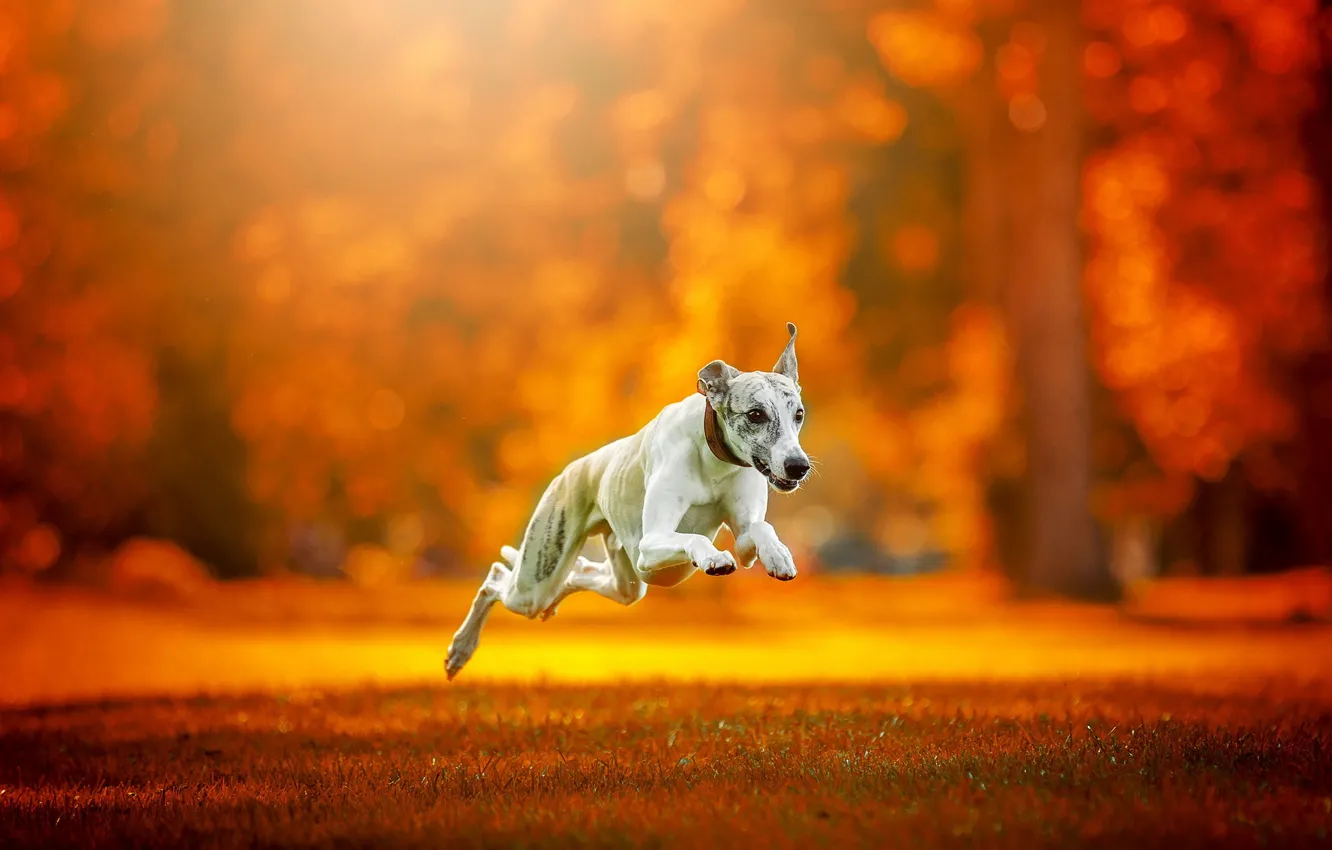Photo wallpaper each, dog, running