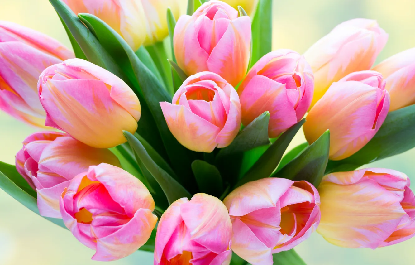 Photo wallpaper leaves, bouquet, tulips, pink, buds, closeup