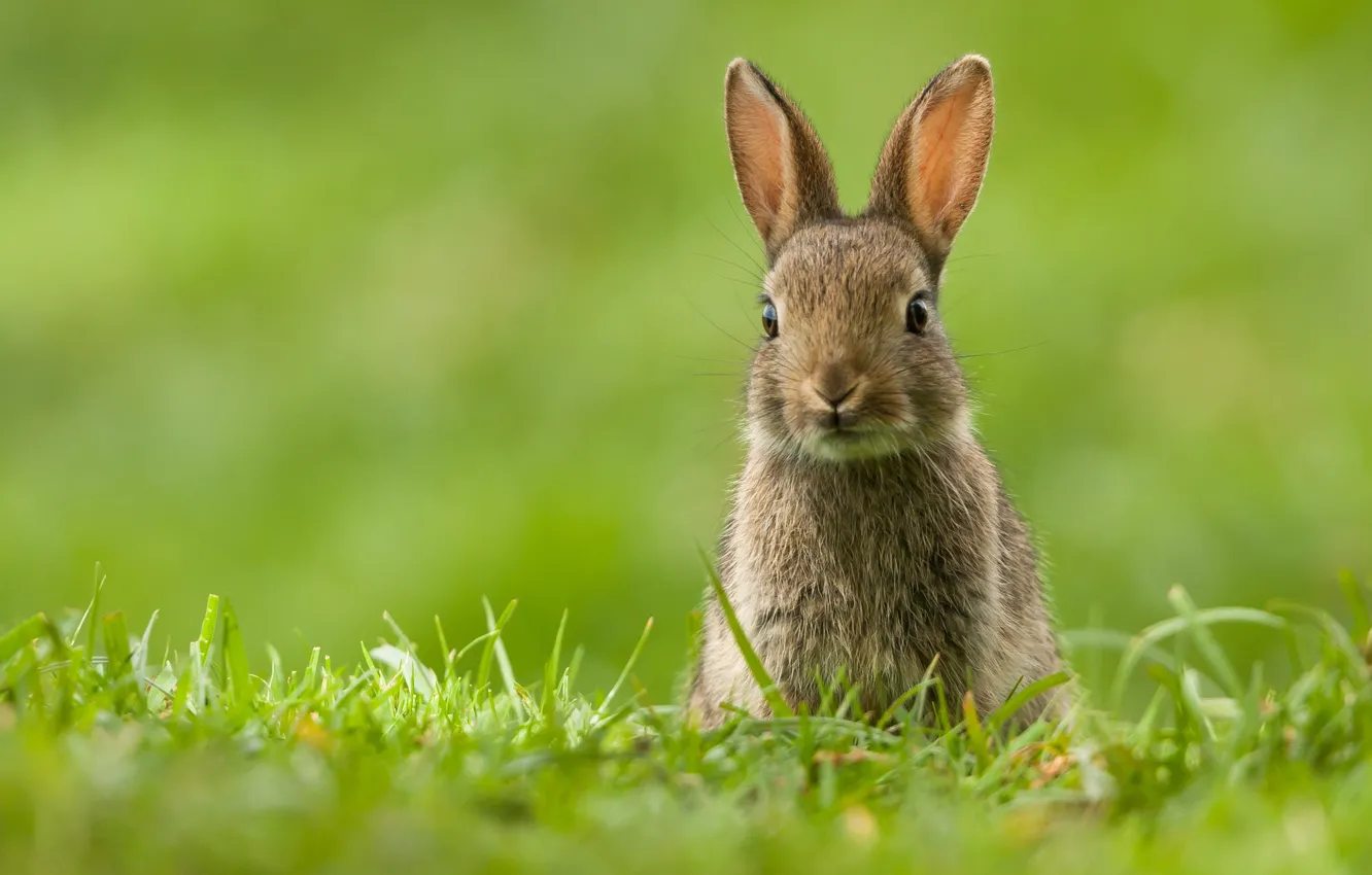 Photo wallpaper grass, grey, glade, hare, rabbit, face, rabbit, hare
