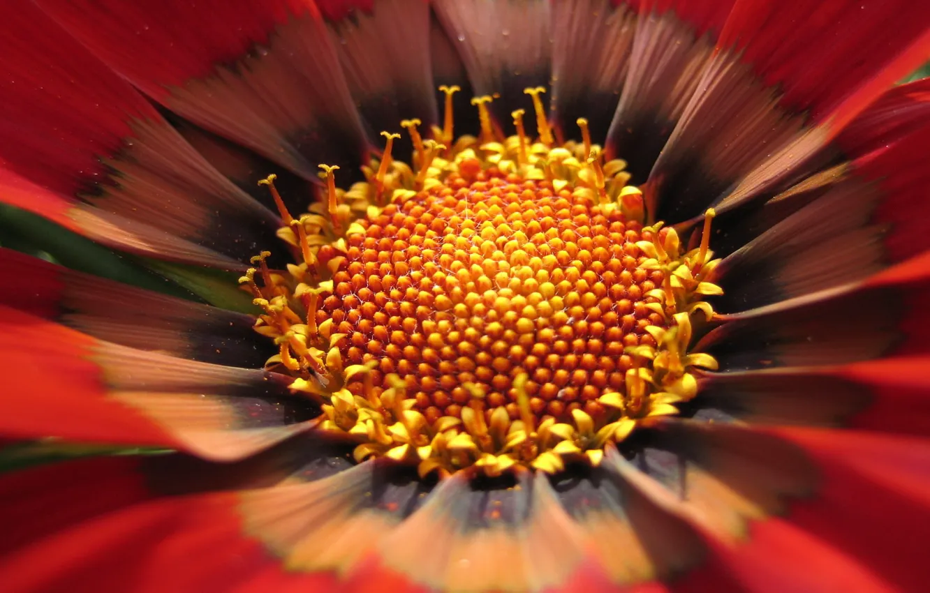 Photo wallpaper flower, macro, yellow, 151