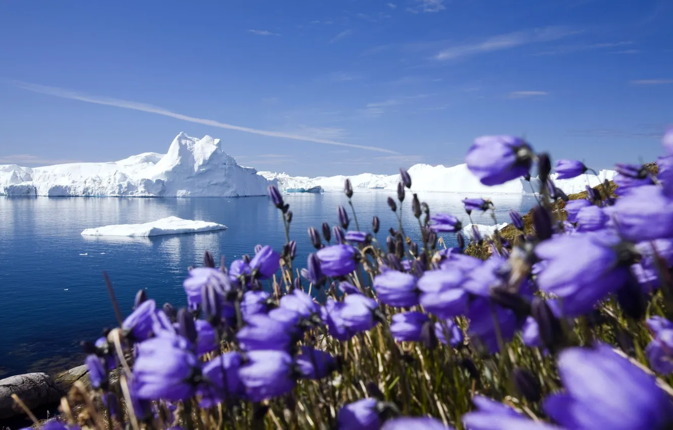 Photo wallpaper ice, the sky, clouds, macro, snow, flowers, purity, the ocean