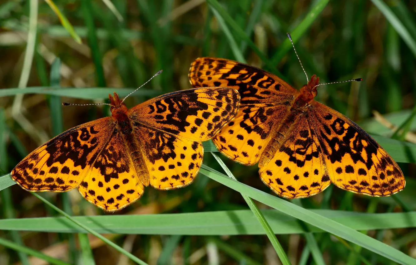 Photo wallpaper grass, macro, butterfly, wings, beautiful, closeup, two butterflies