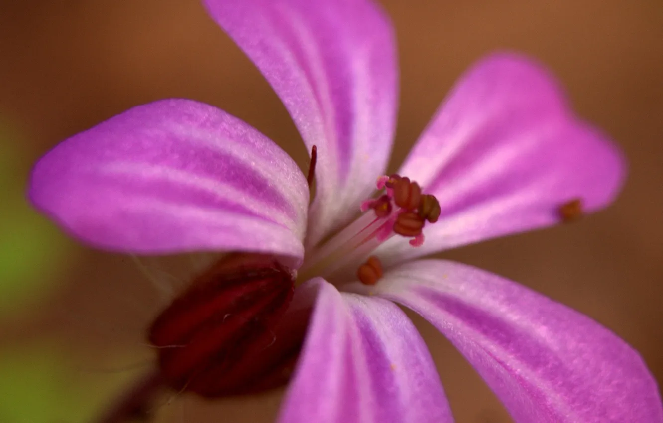 Photo wallpaper flowers, nature, plant, petals