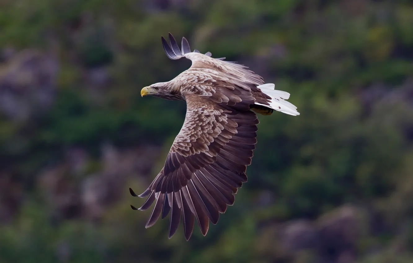 Photo wallpaper wings, beak, flight, the scope, white - tailed eagle