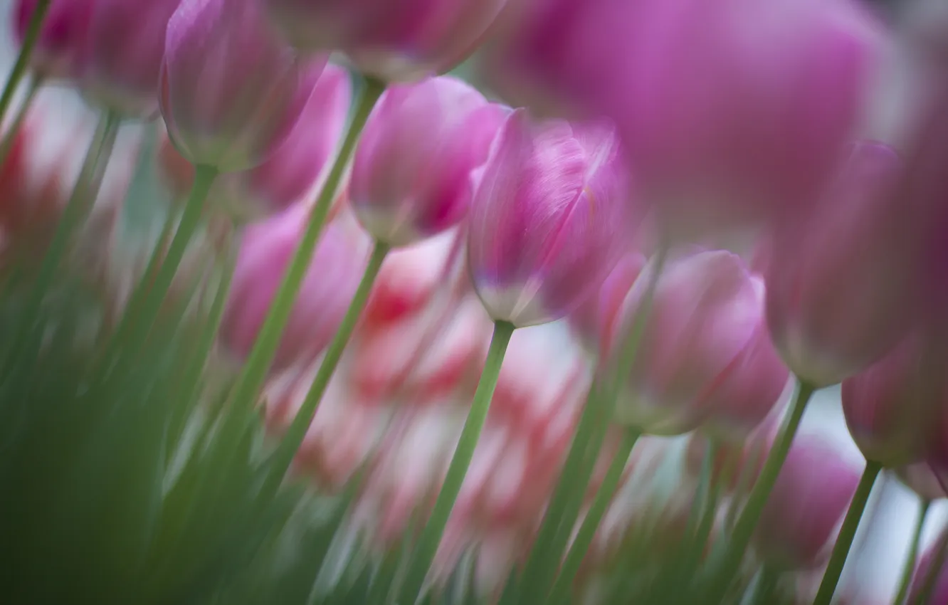 Photo wallpaper focus, spring, tulips, pink