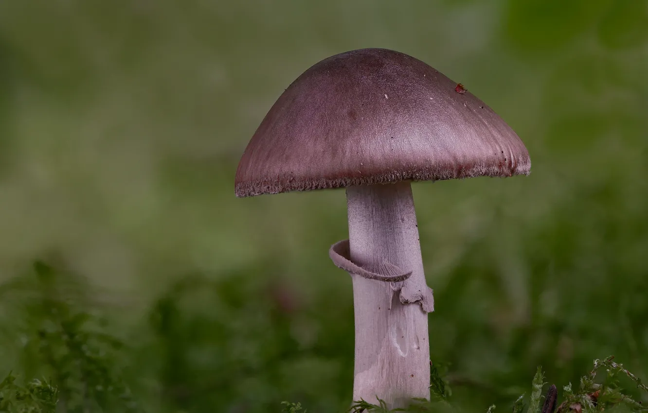 Photo wallpaper autumn, nature, background, mushrooms, Beat Buetikofer