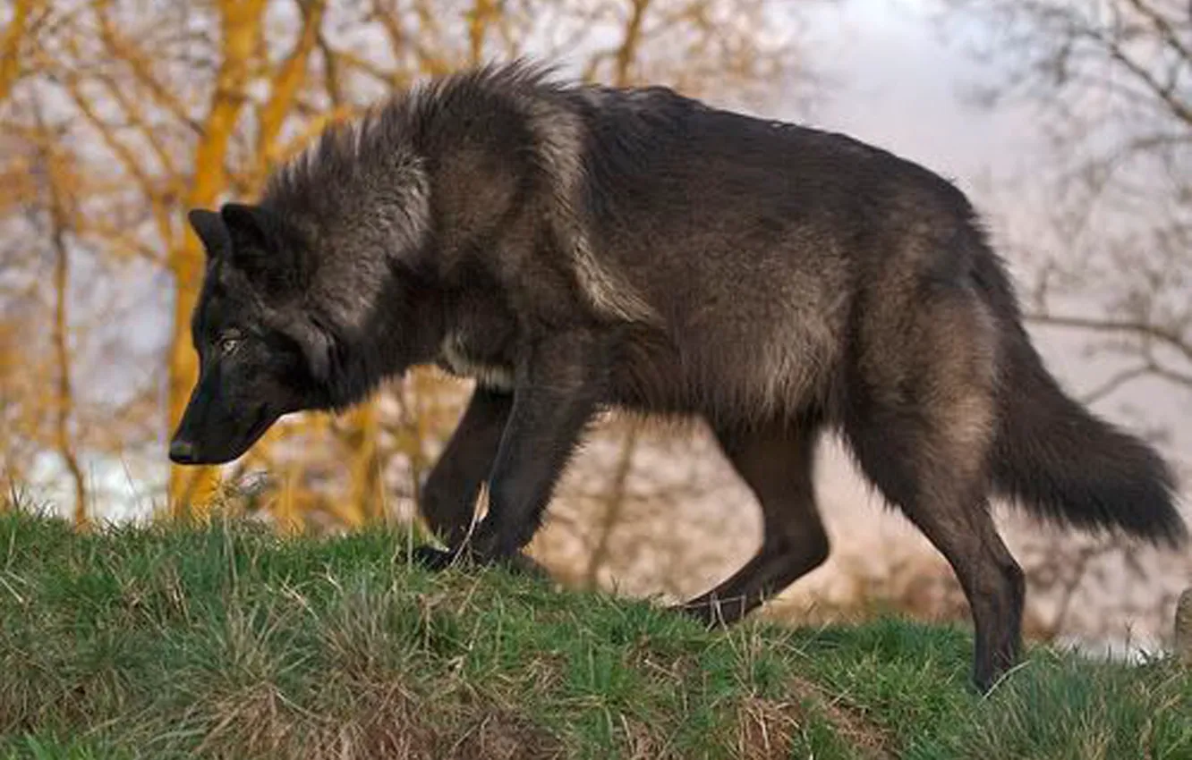 Photo wallpaper Predator, nature, animal, wolf, wildlife, portrait, Black Wolf, portrait.