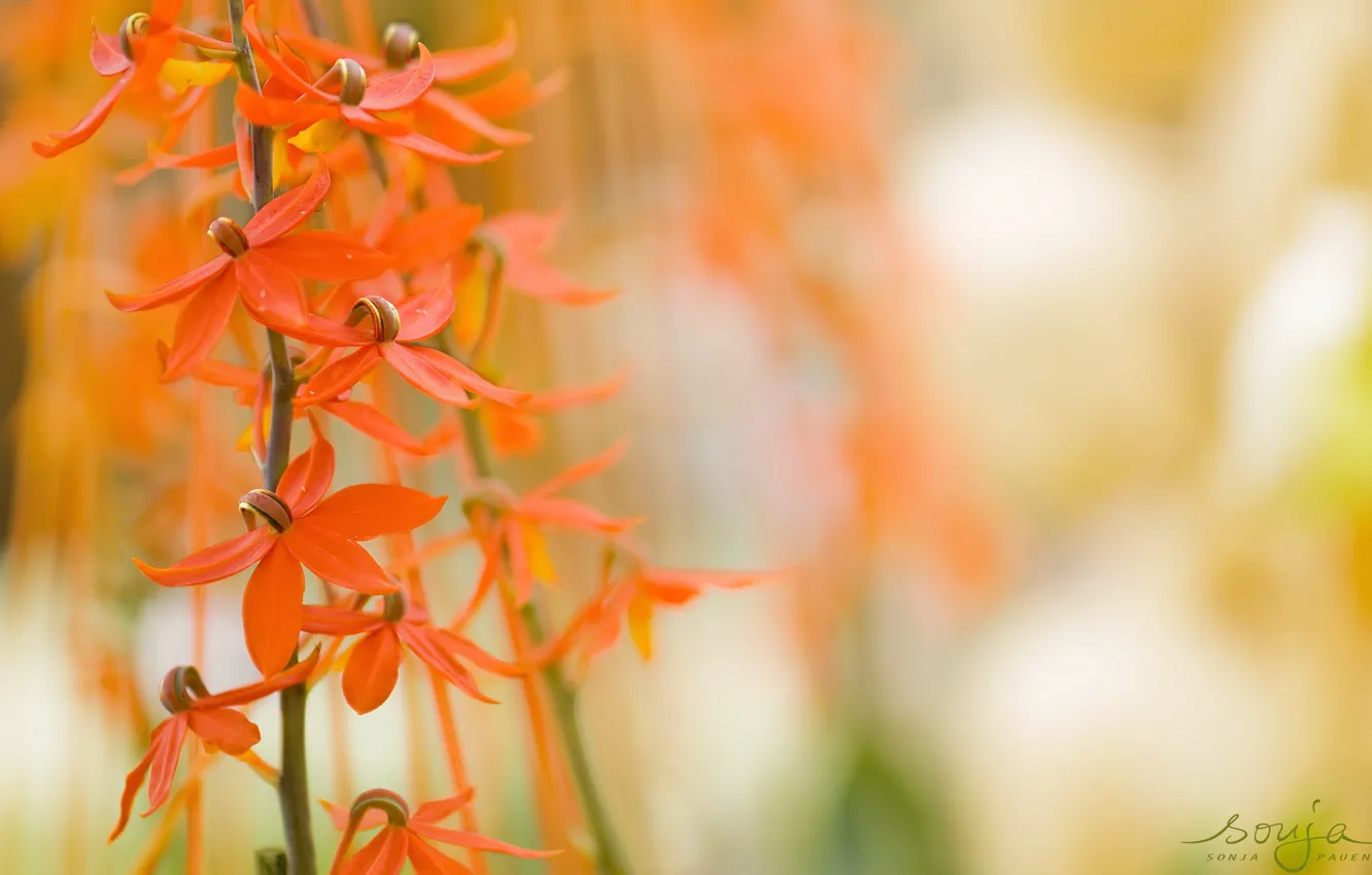 Photo wallpaper summer, flowers, nature